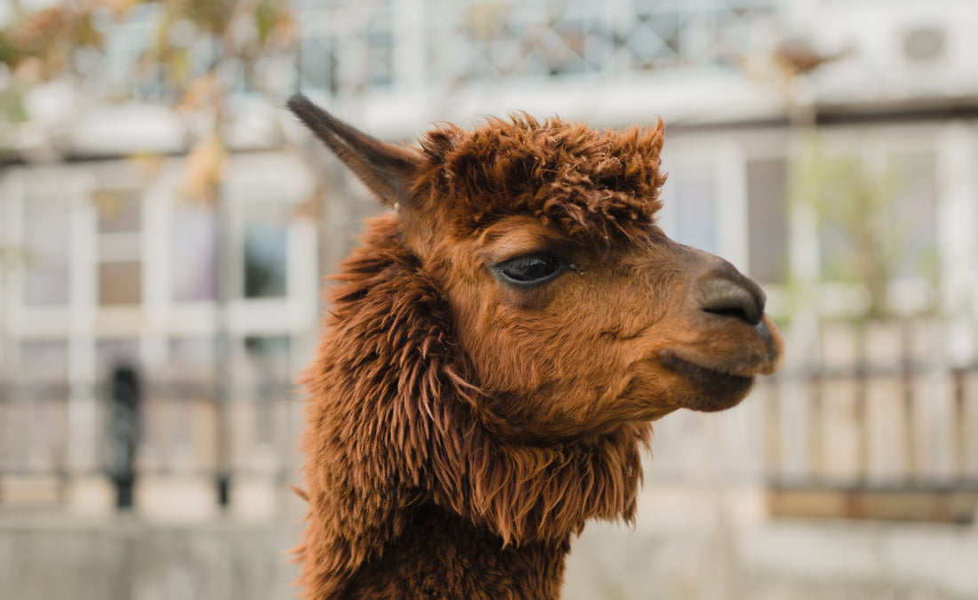 Close up Shot of a Brown Llama