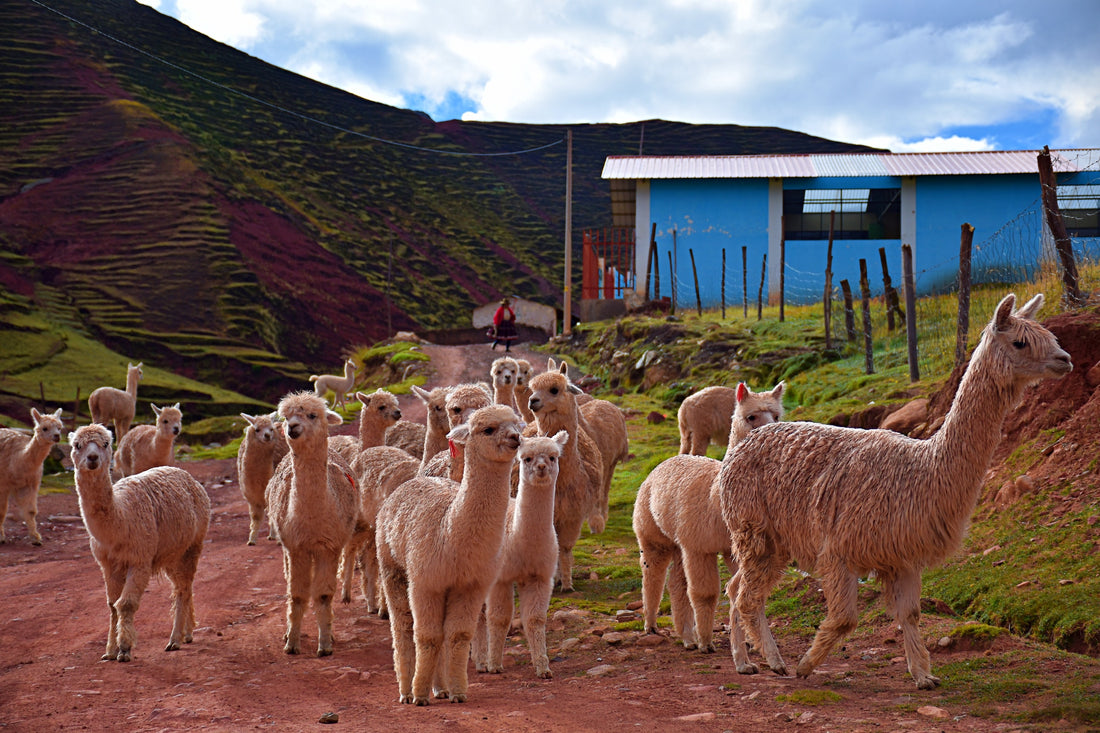 Why Llamas are Important to Peru